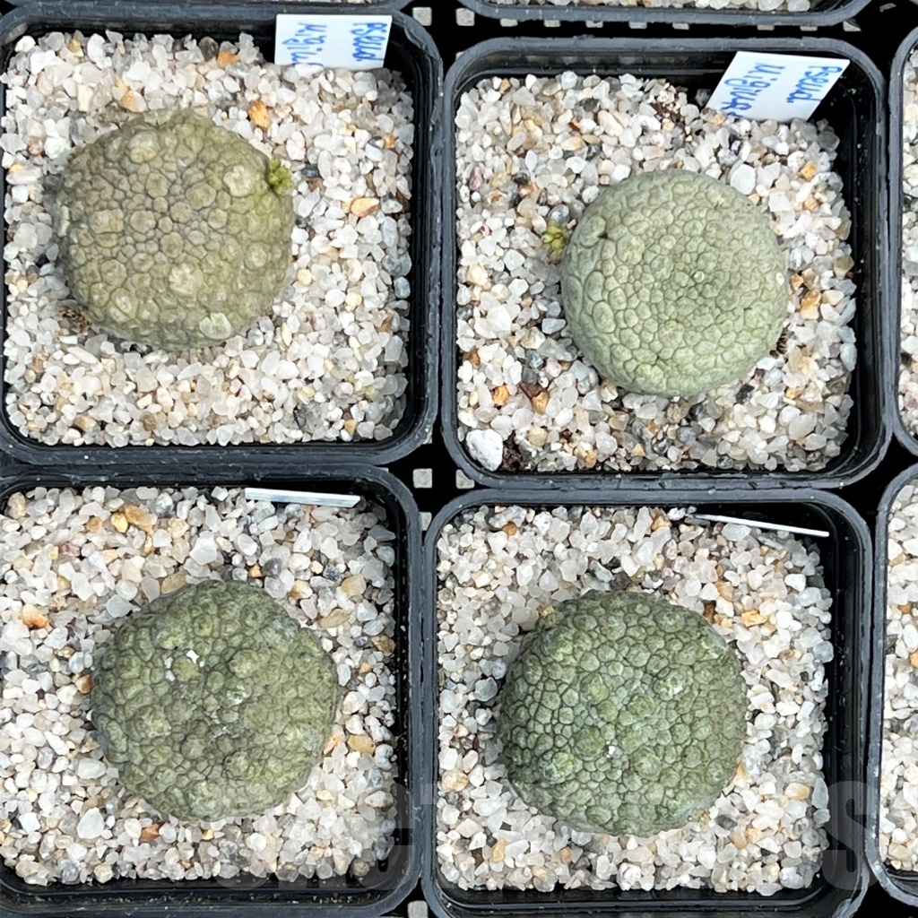 SHPR11130 Pseudolithos migiurtinus - Image 4