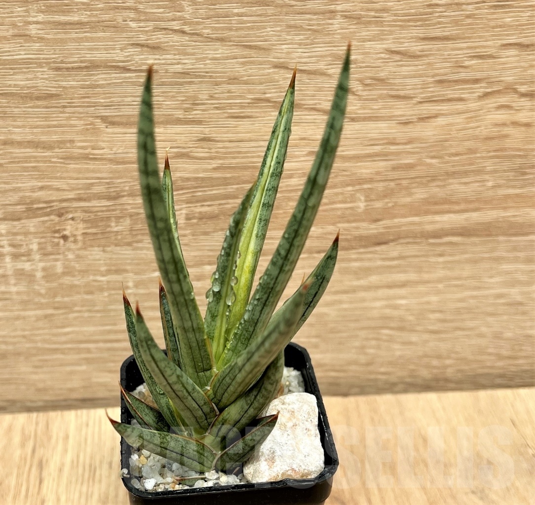 SHPR11095 Sansevieria francisii - Image 2