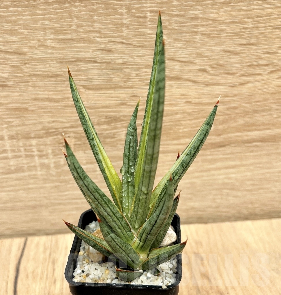 SHPR11095 Sansevieria francisii - Image 3