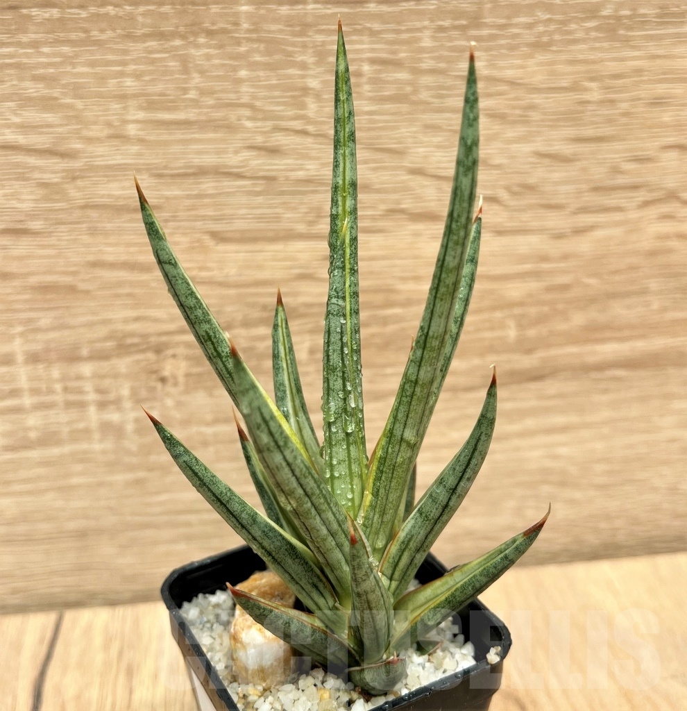 SHPR11095 Sansevieria francisii - Image 4