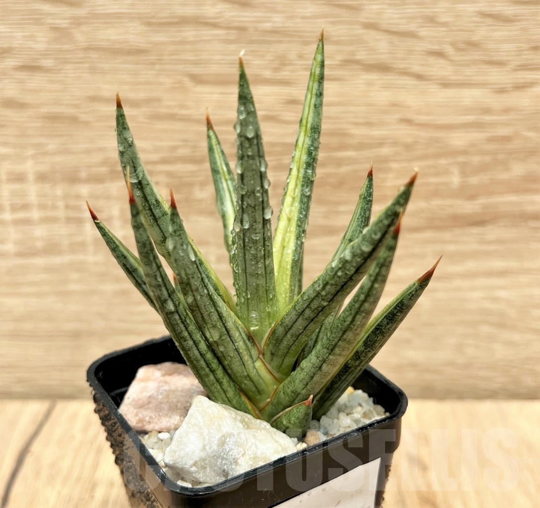 SHPR11096 Sansevieria francisii - Image 2
