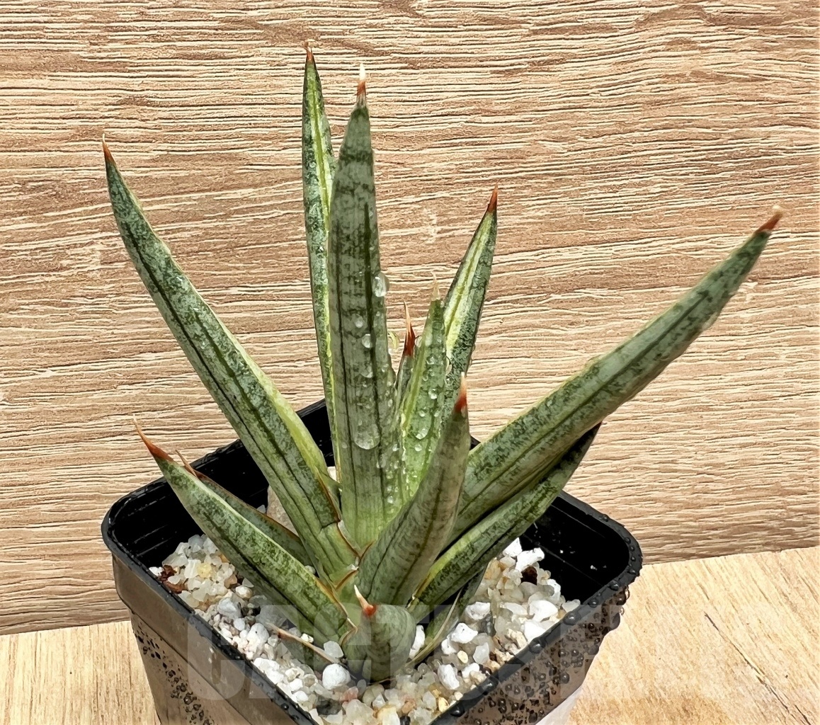 SHPR11097 Sansevieria francisii - immagine 2
