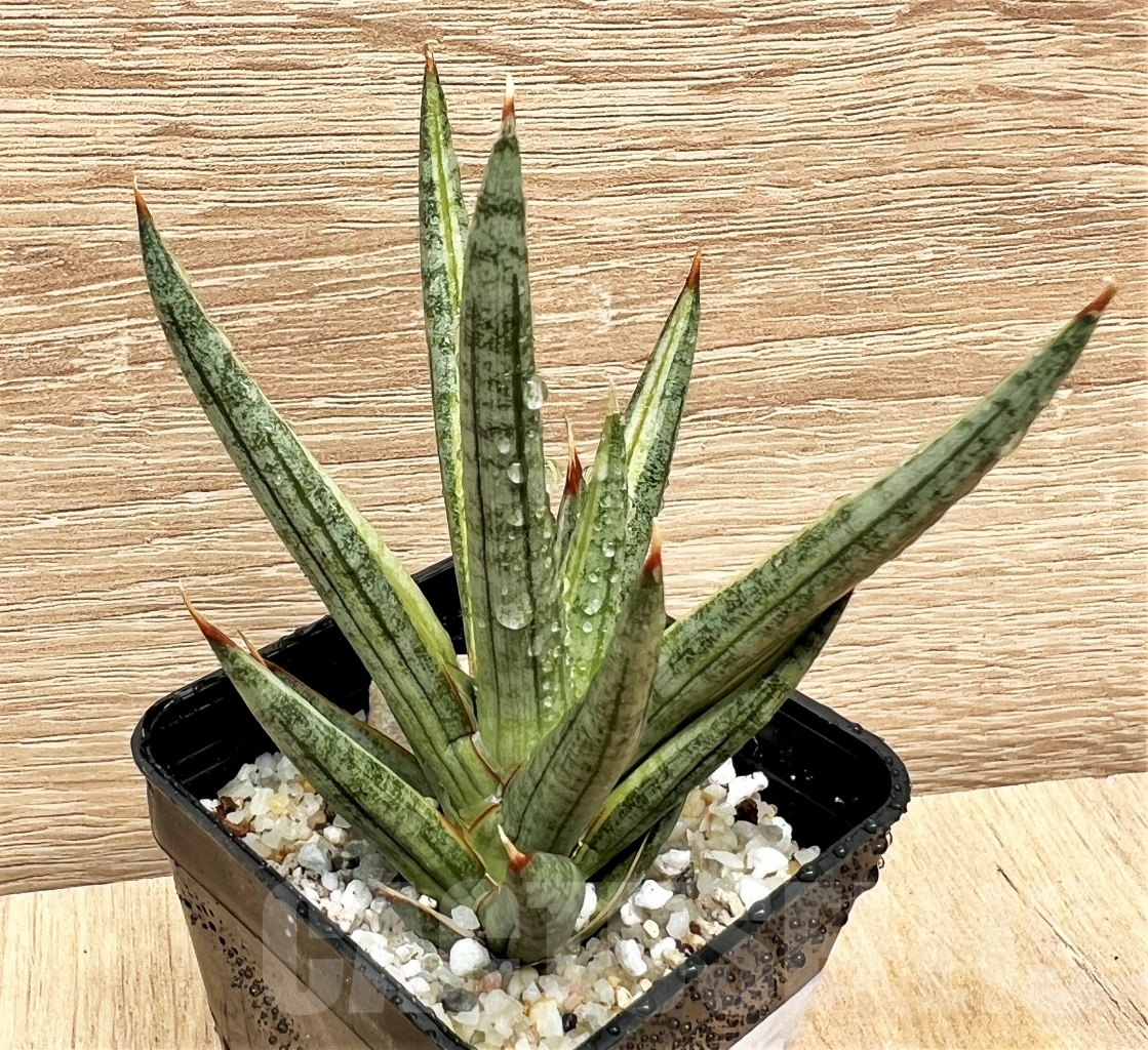 SHPR11097 Sansevieria francisii - immagine 3