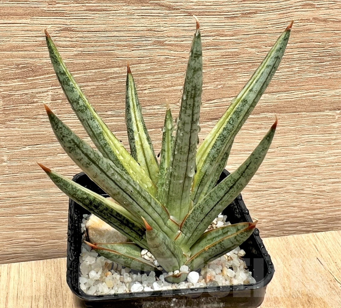 SHPR11097 Sansevieria francisii - immagine 4