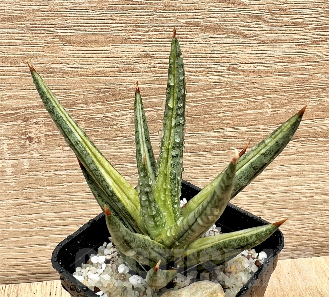 SHPR11097 Sansevieria francisii