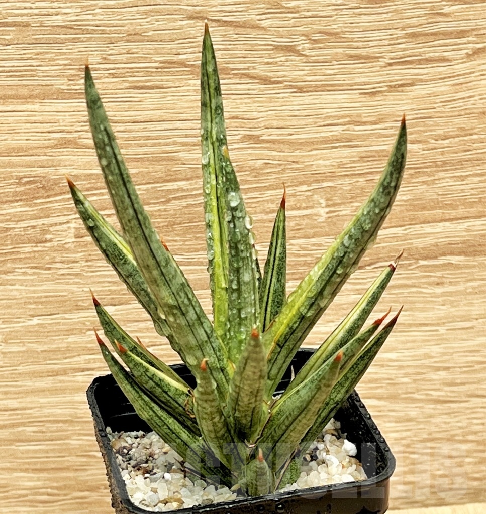 SHPR11098 Sansevieria francisii - immagine 2