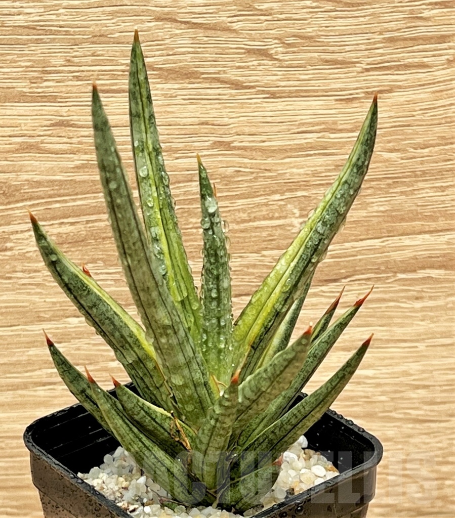 SHPR11098 Sansevieria francisii