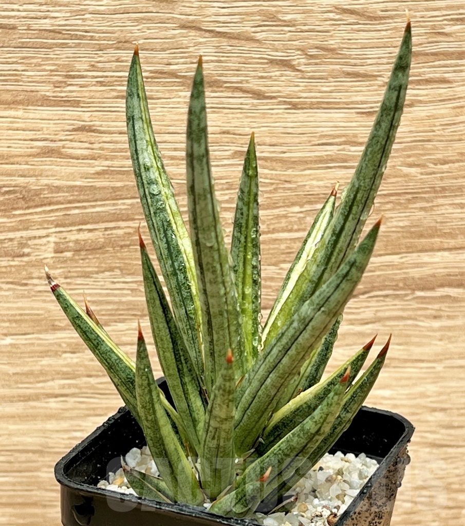 SHPR11098 Sansevieria francisii - immagine 3