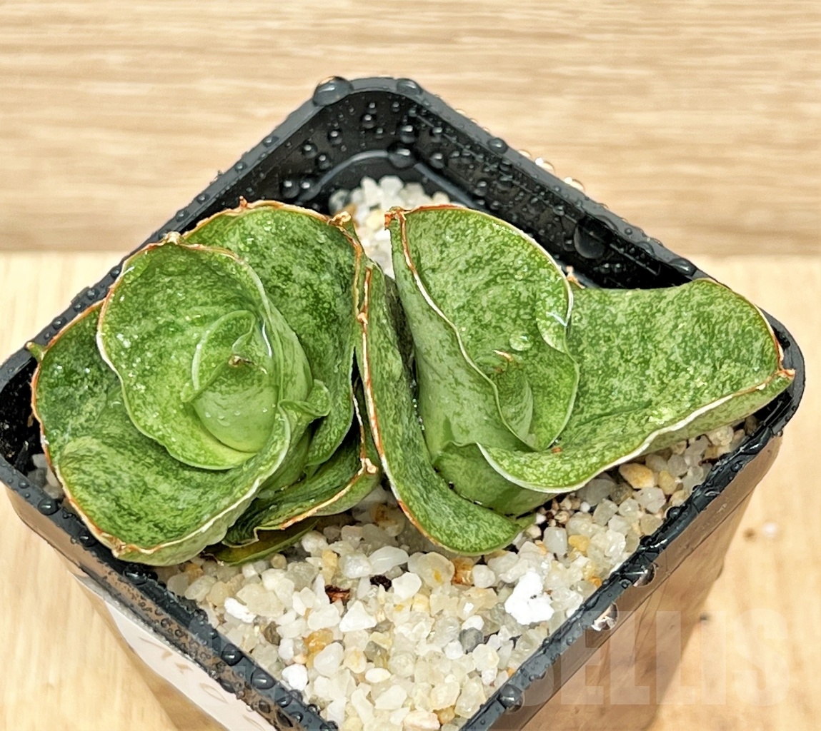 SHPR11099 Sansevieria mini rose – Image 3