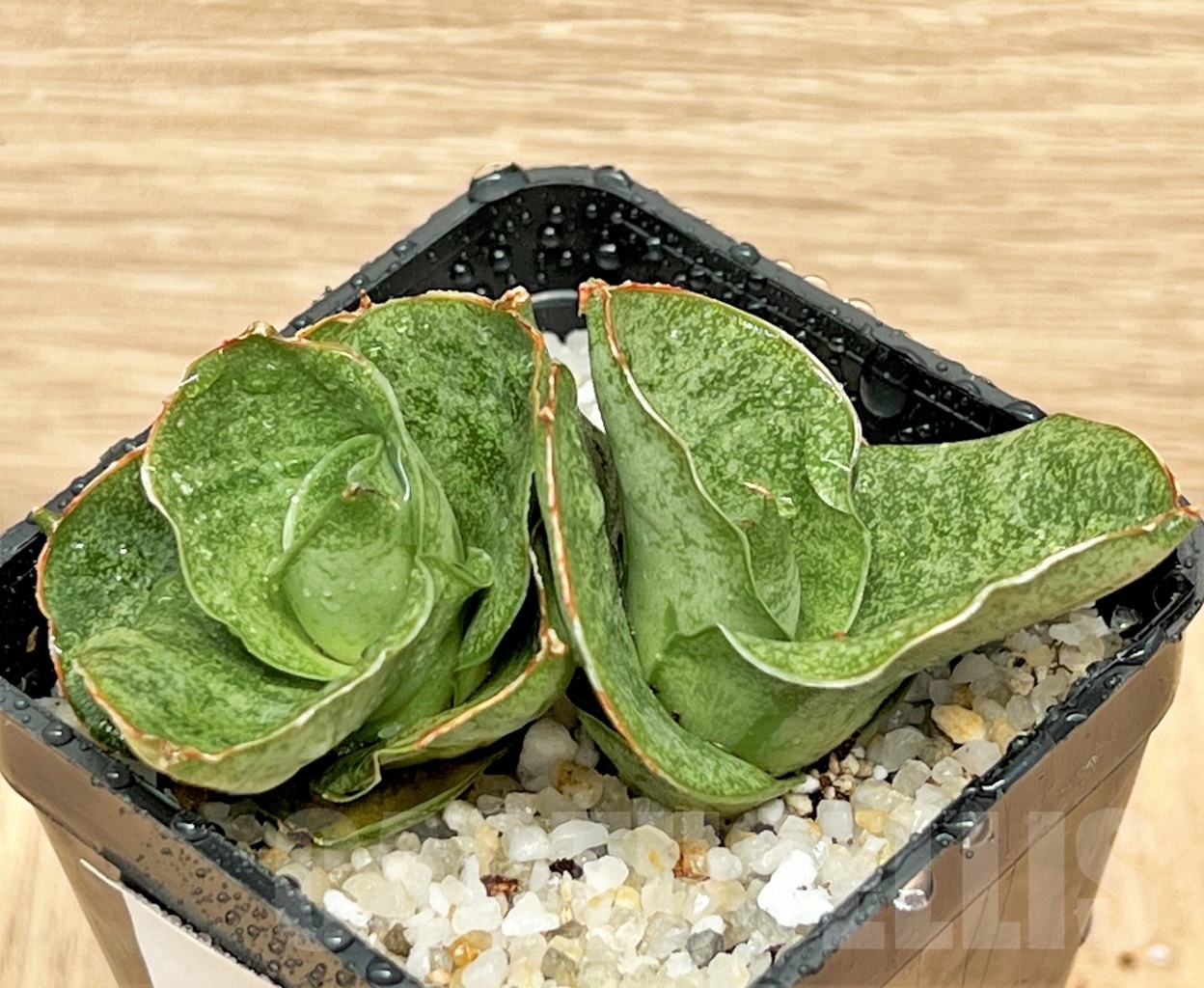 SHPR11099 Sansevieria mini rose – Image 2