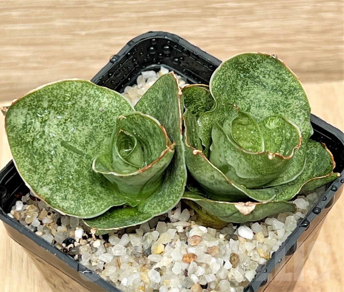 SHPR11099 Sansevieria mini rose