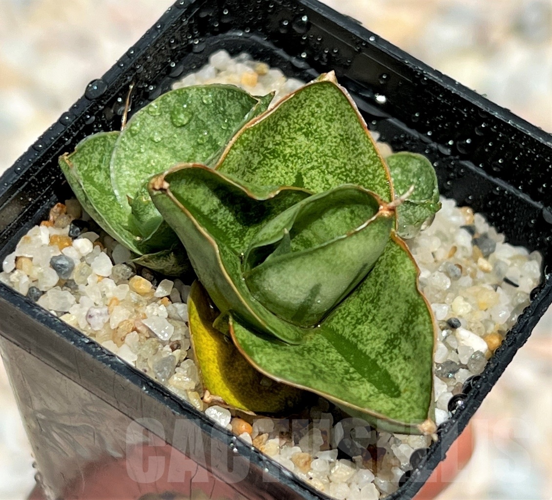 SHPR11100 Sansevieria mini rose