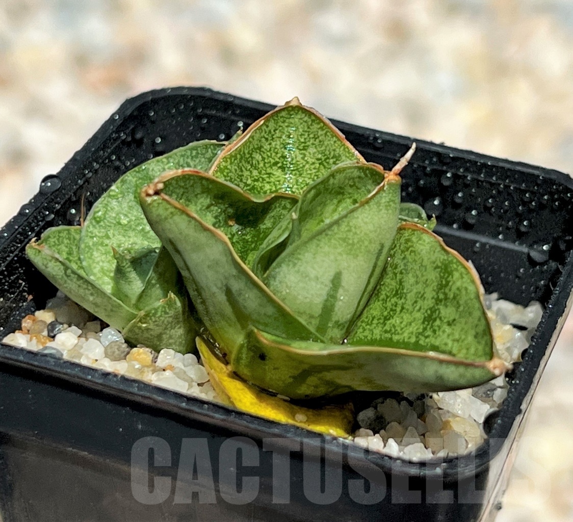 SHPR11100 Sansevieria mini rose - immagine 2