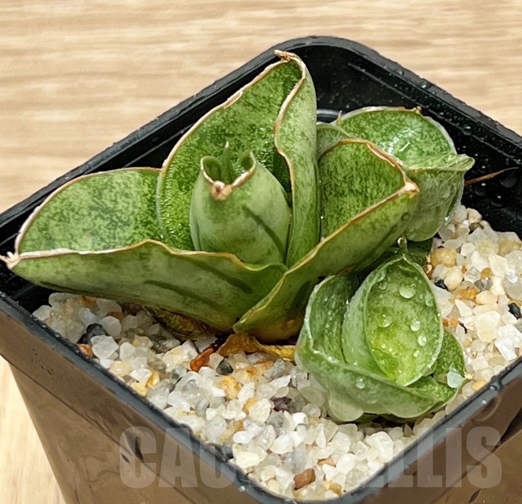 SHPR11100 Sansevieria mini rose - immagine 3