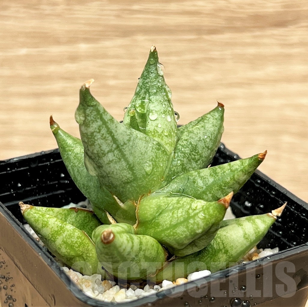 SHPR11102 Sansevieria ming manee - Image 2