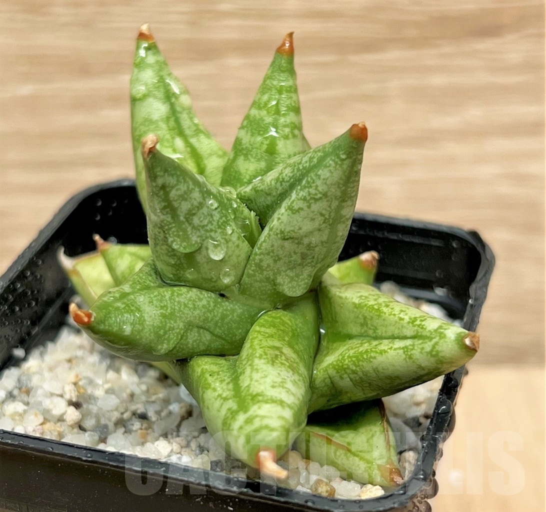 SHPR11103 Sansevieria ming manee - Image 3