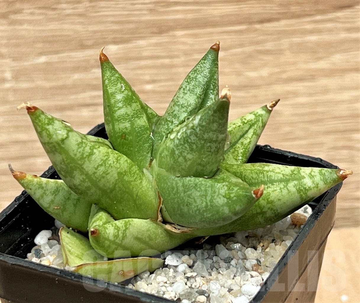 SHPR11103 Sansevieria ming manee - Image 2