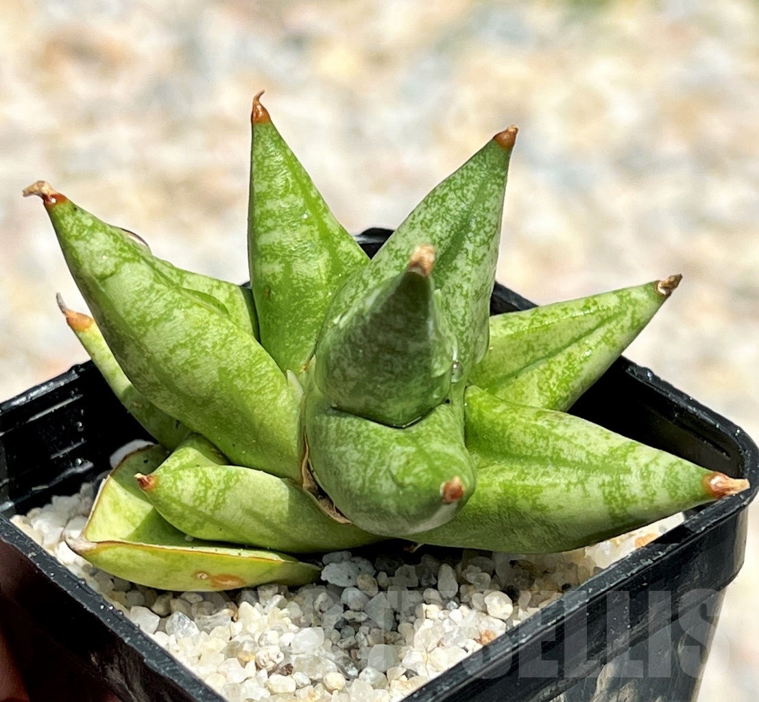 SHPR11103 Sansevieria ming manee