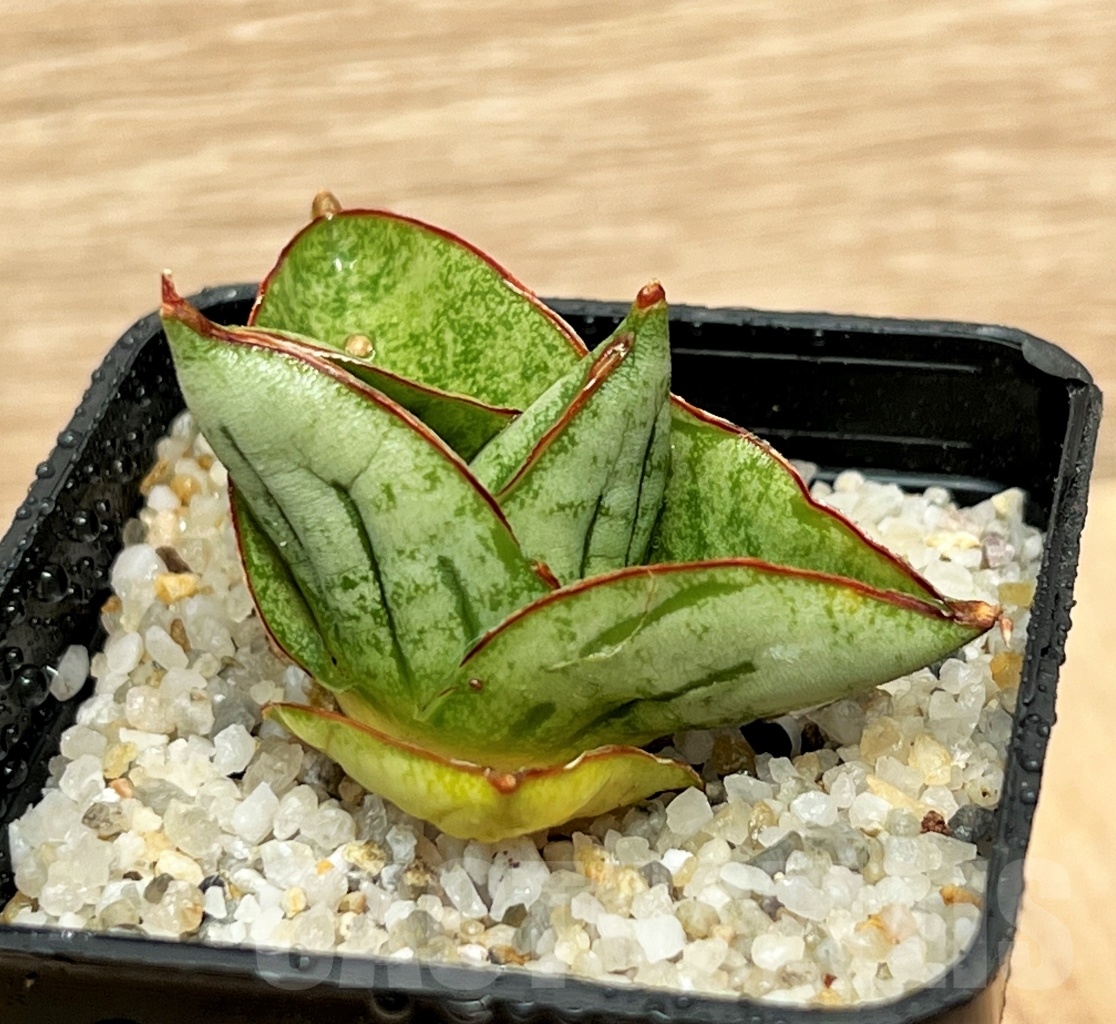 SHPR11104 Sansevieria mini rose