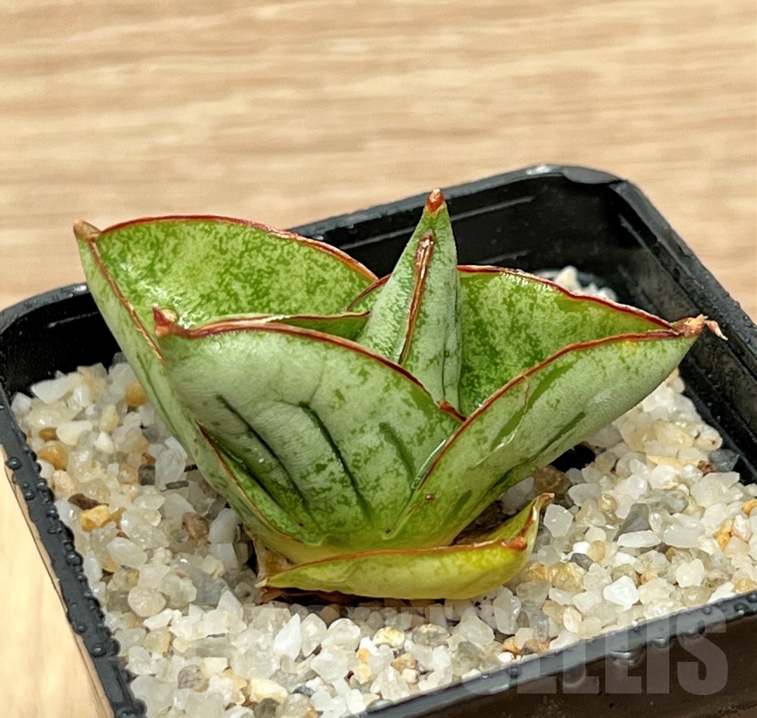 SHPR11104 Sansevieria mini rose - 画像 (2)