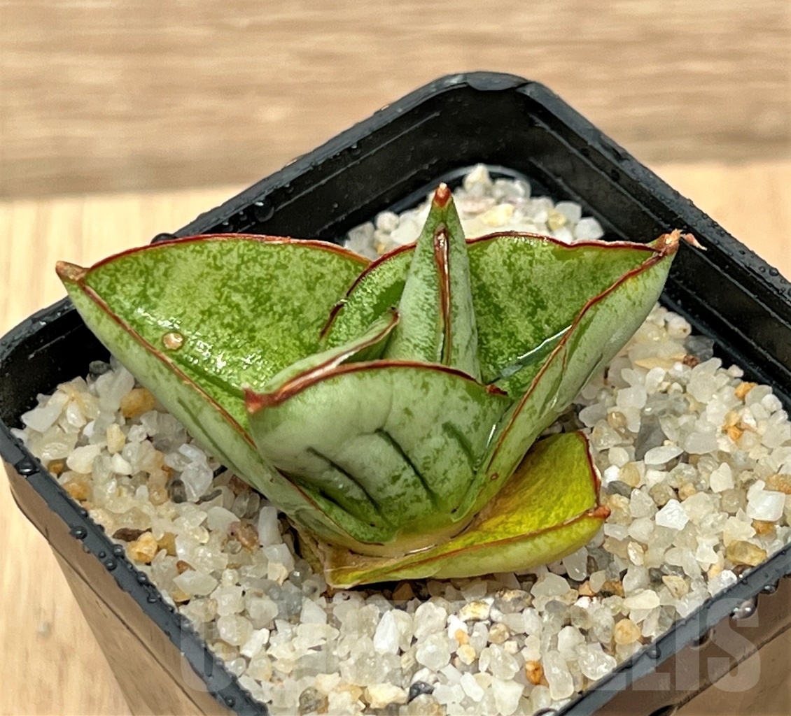SHPR11104 Sansevieria mini rose - 画像 (3)