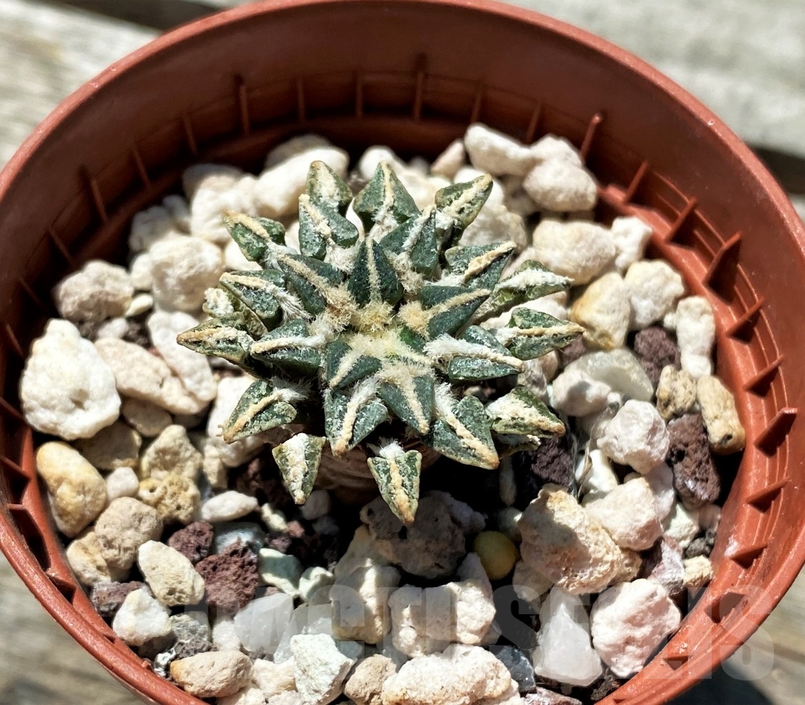 SHPR10884 Ariocarpus kotschoubeyanus