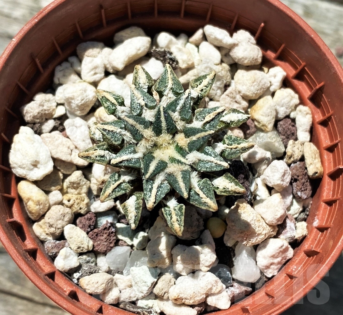 SHPR10884 Ariocarpus kotschoubeyanus – Image 2