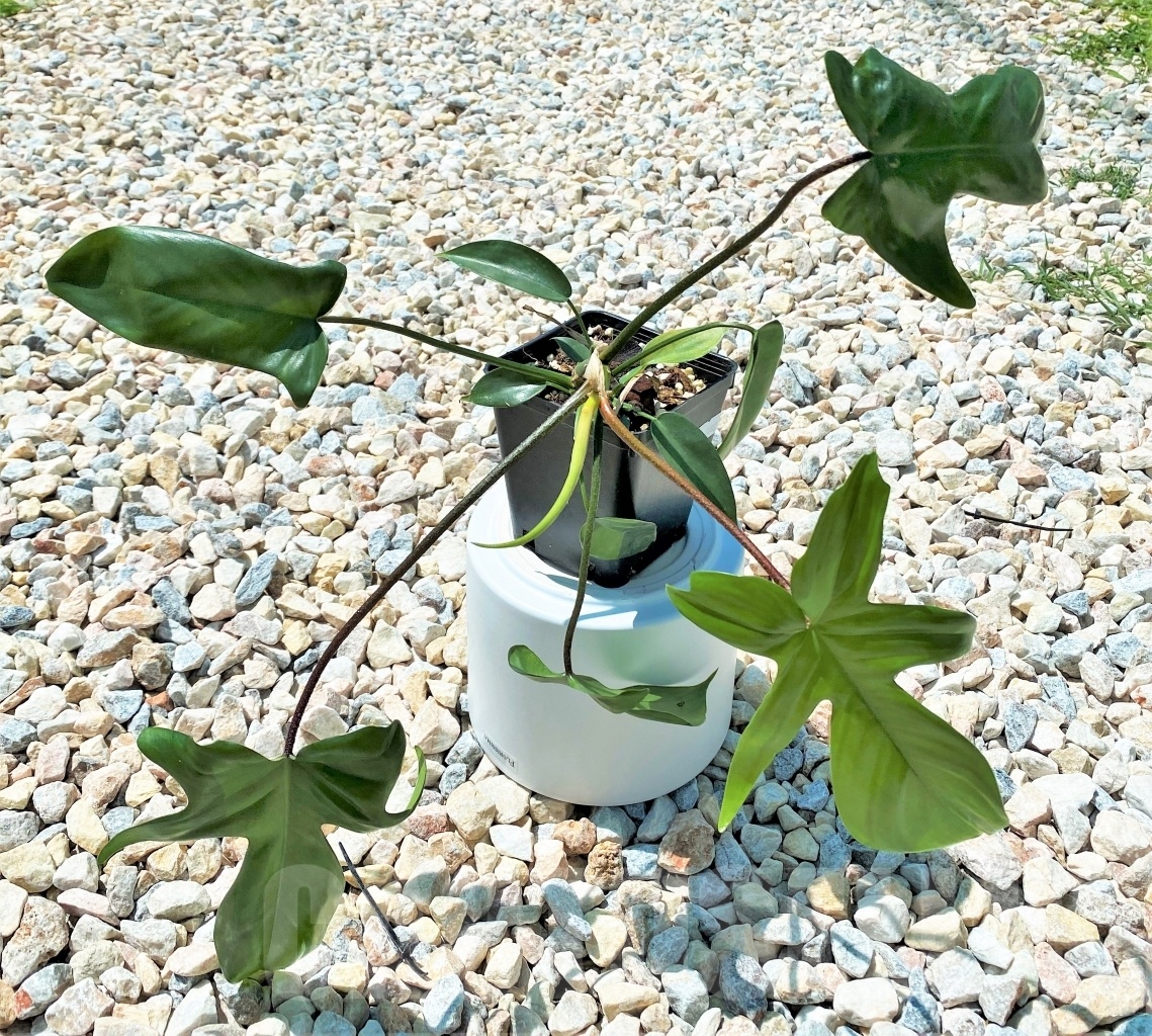 SHPR10885 Philodendron 'Florida Beauty' - Image 2