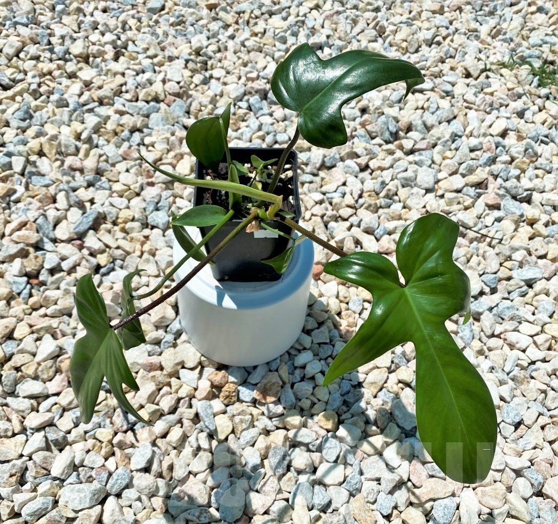 SHPR10886 Philodendron 'Florida Beauty' - Image 2