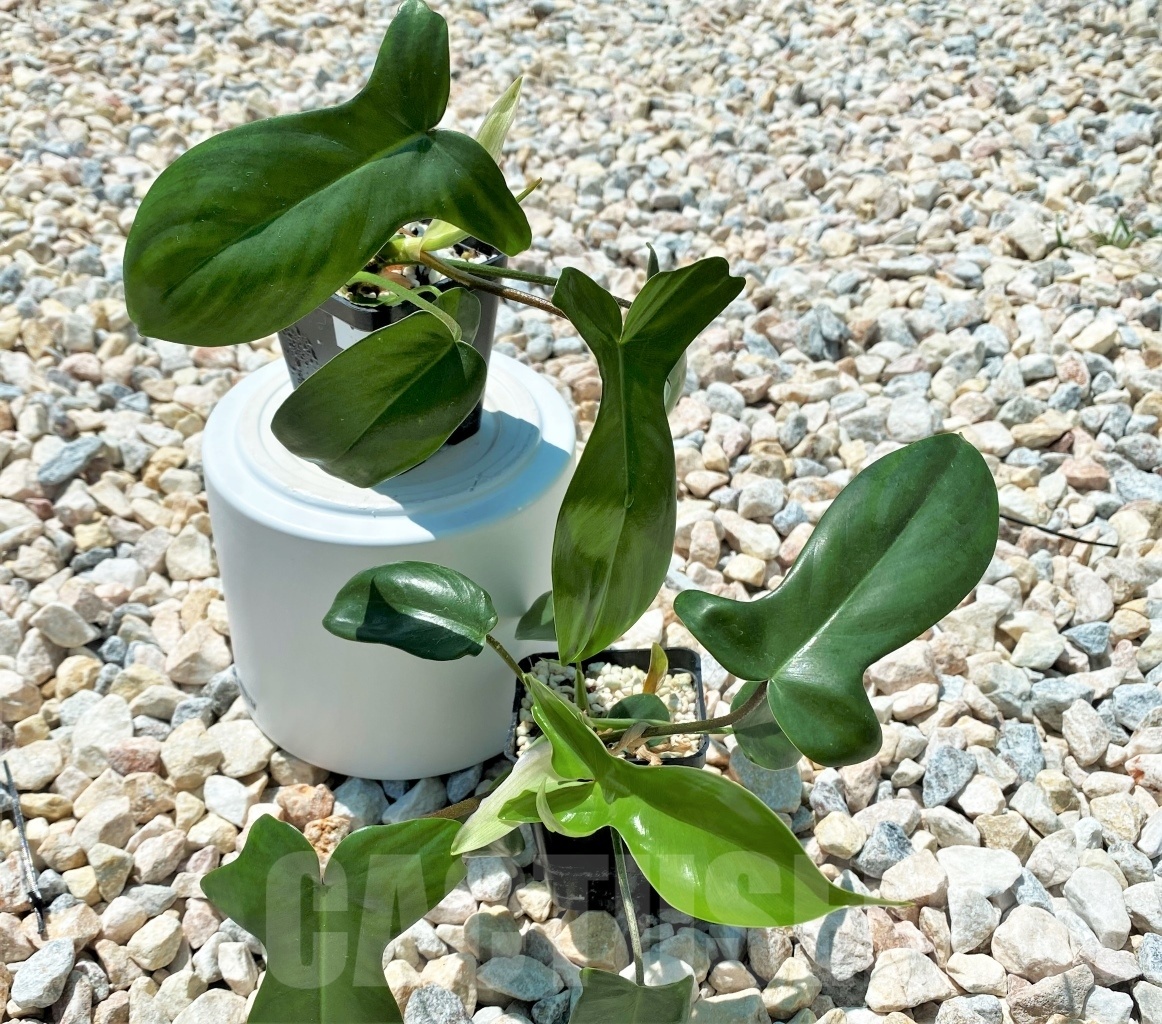 SHPR10887 Philodendron 'Florida Beauty' - Image 2