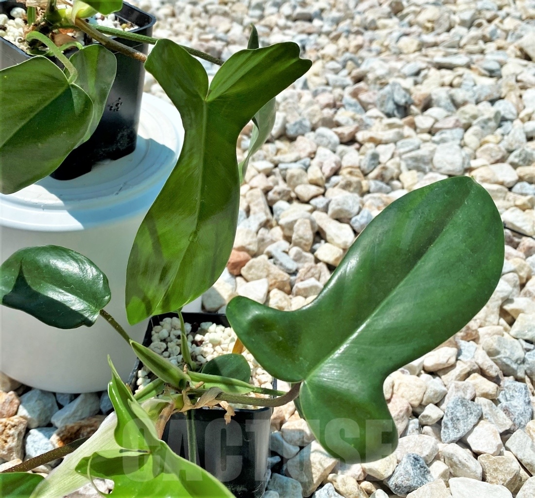 SHPR10887 Philodendron 'Florida Beauty'