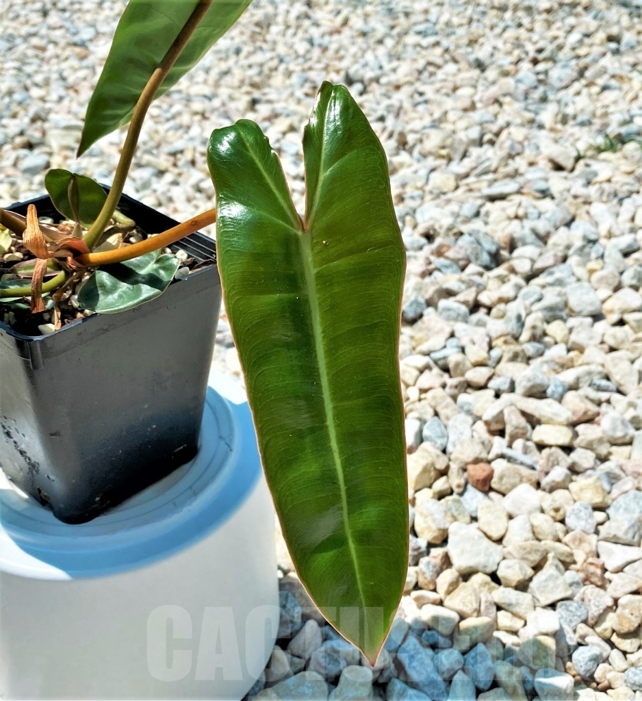 SHPR10888 Philodendron Billietiae - Image 3