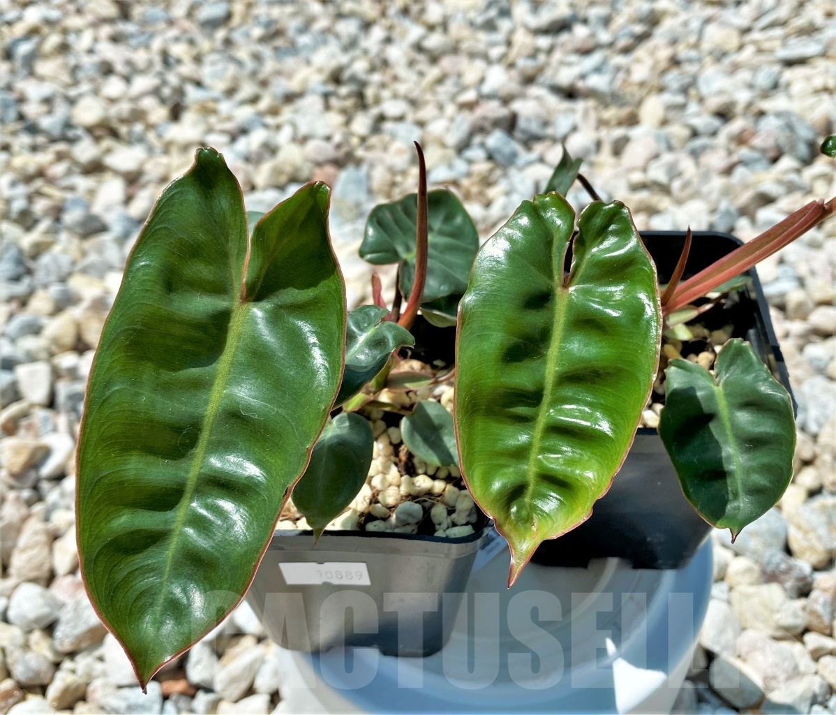 LAB052 Philodendron Billietiae - Image 2