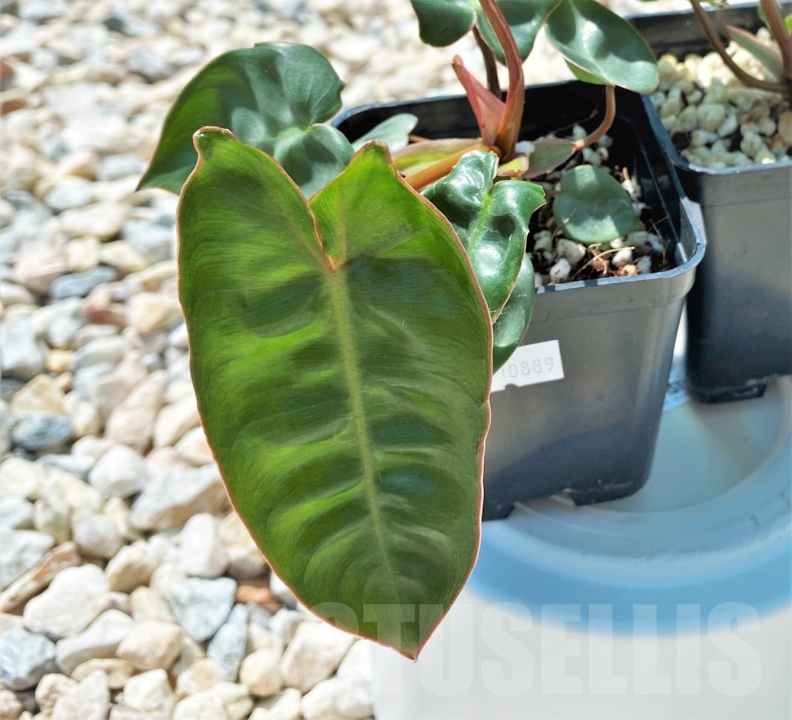 LAB052 Philodendron Billietiae