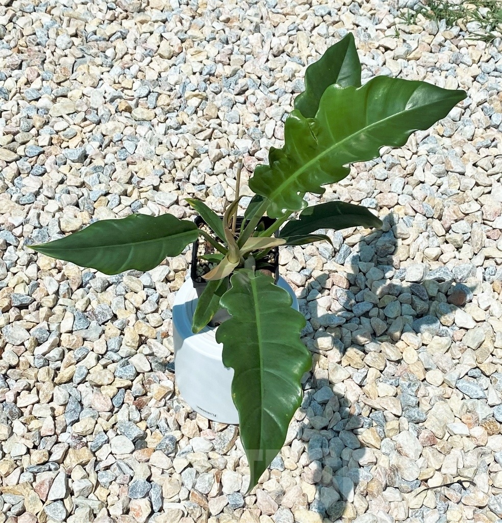 SHPR10895 Philodendron 'Green Crocodile' - Image 2