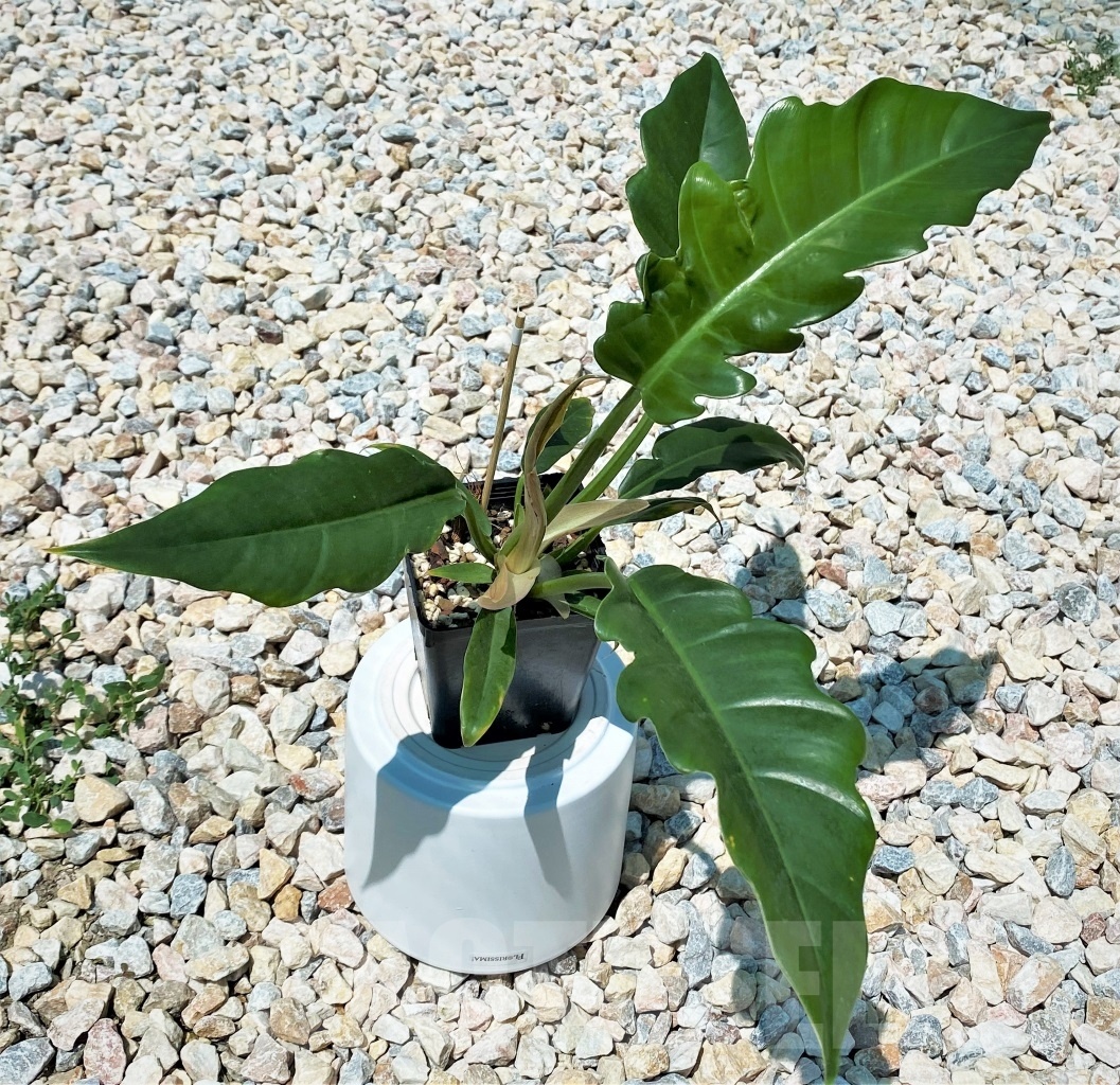 SHPR10895 Philodendron 'Green Crocodile' - Image 3