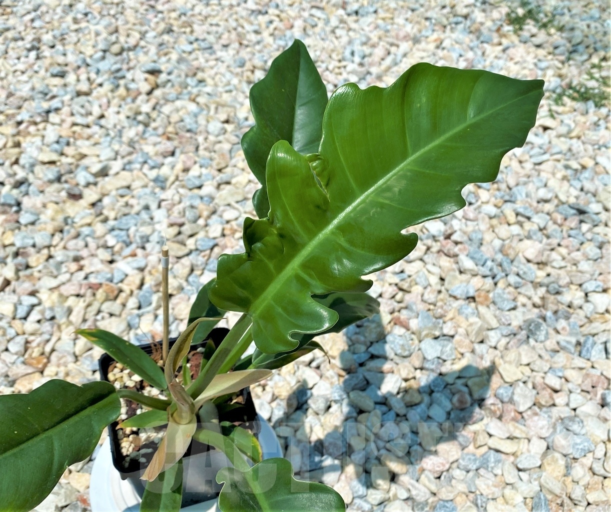 SHPR10895 Philodendron 'Green Crocodile'
