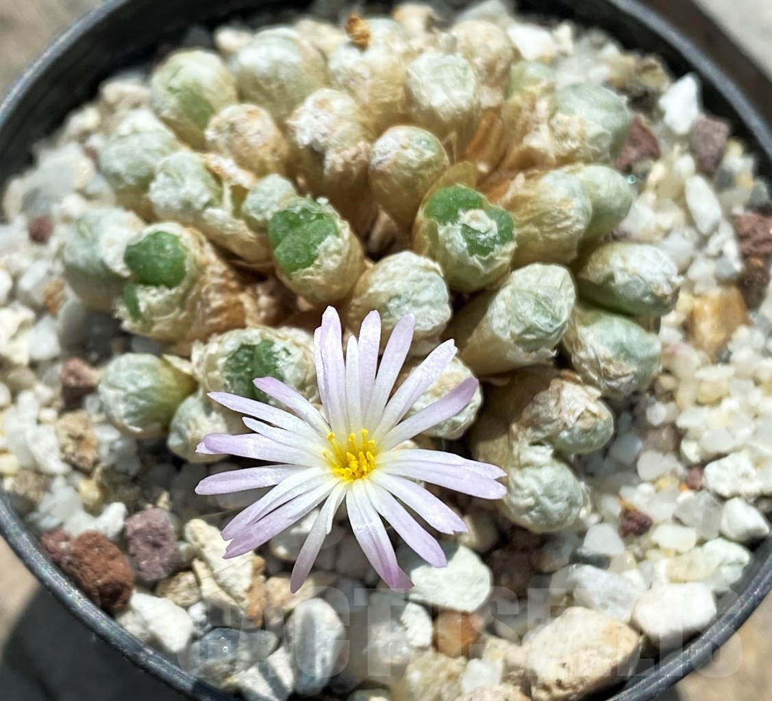 SHPR10897 Conophytum ectypum