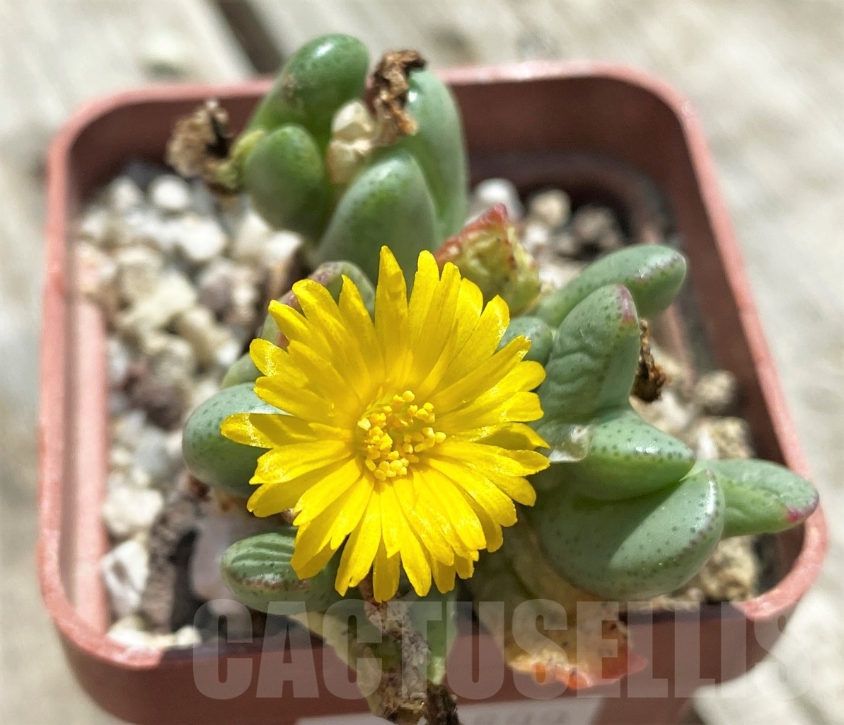 SHPR10899 Conophytum bilobum SB2312, Kleinsee, many dark spots