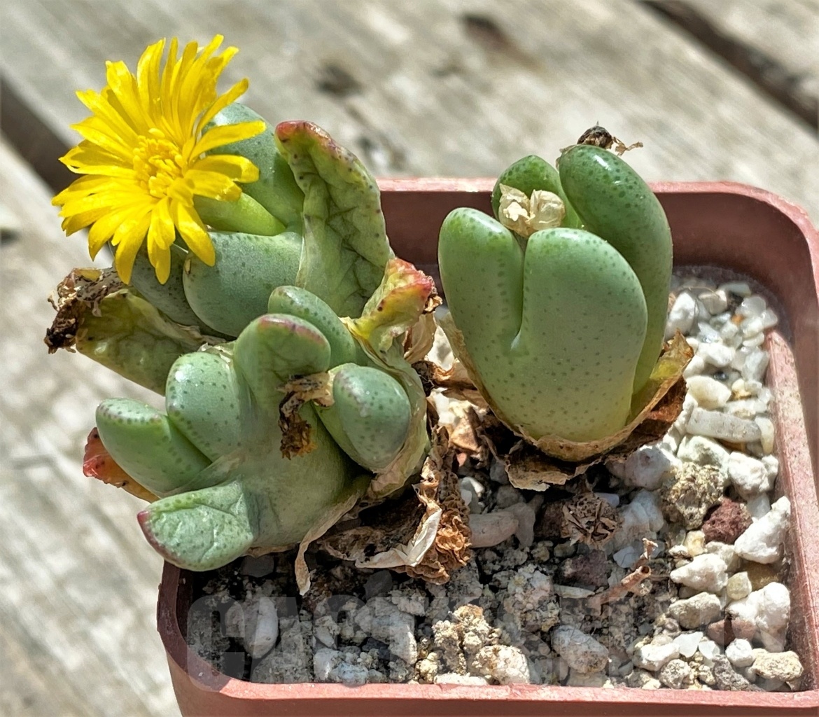 SHPR10899 Conophytum bilobum SB2312, Kleinsee, many dark spots - Image 2