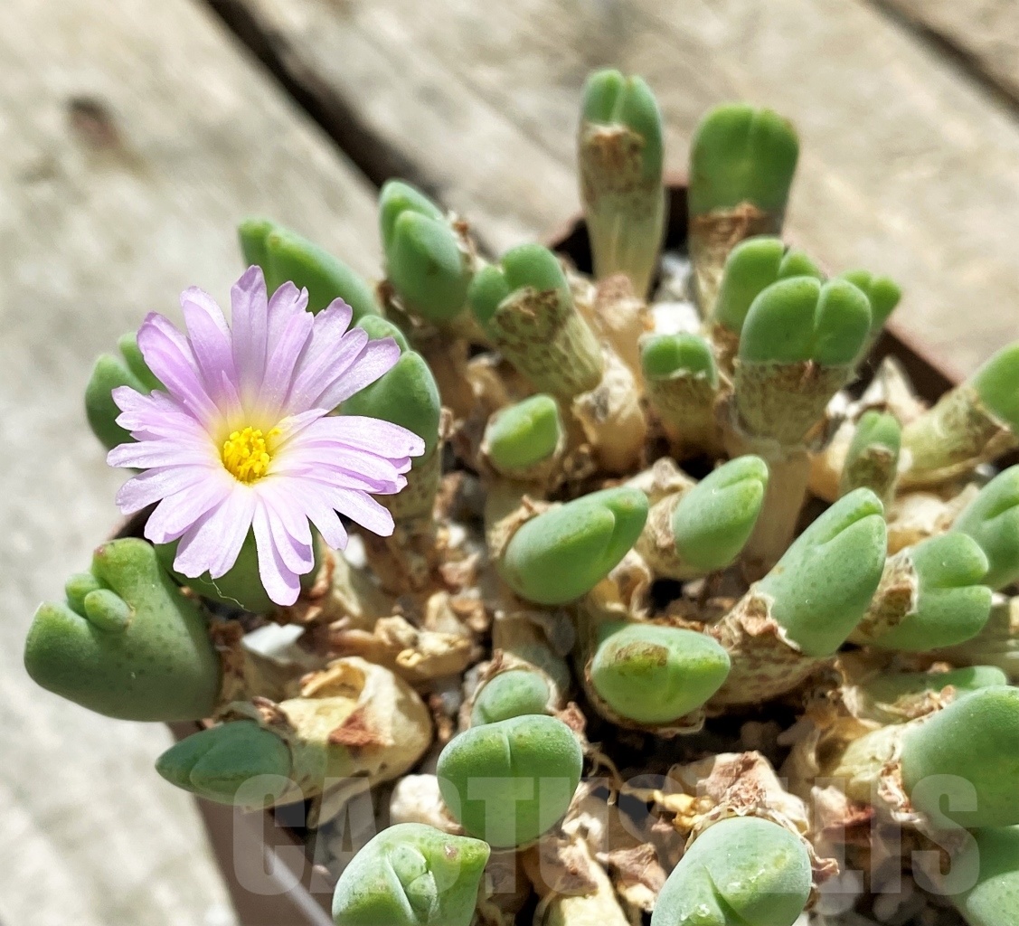 SHPR10900 Conophytum taylorianum ssp. rosynense SH 1333 - Image 2