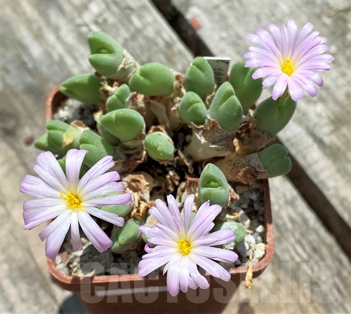 SHPR10901 Conophytum taylorianum ssp. rosynense SH 1333
