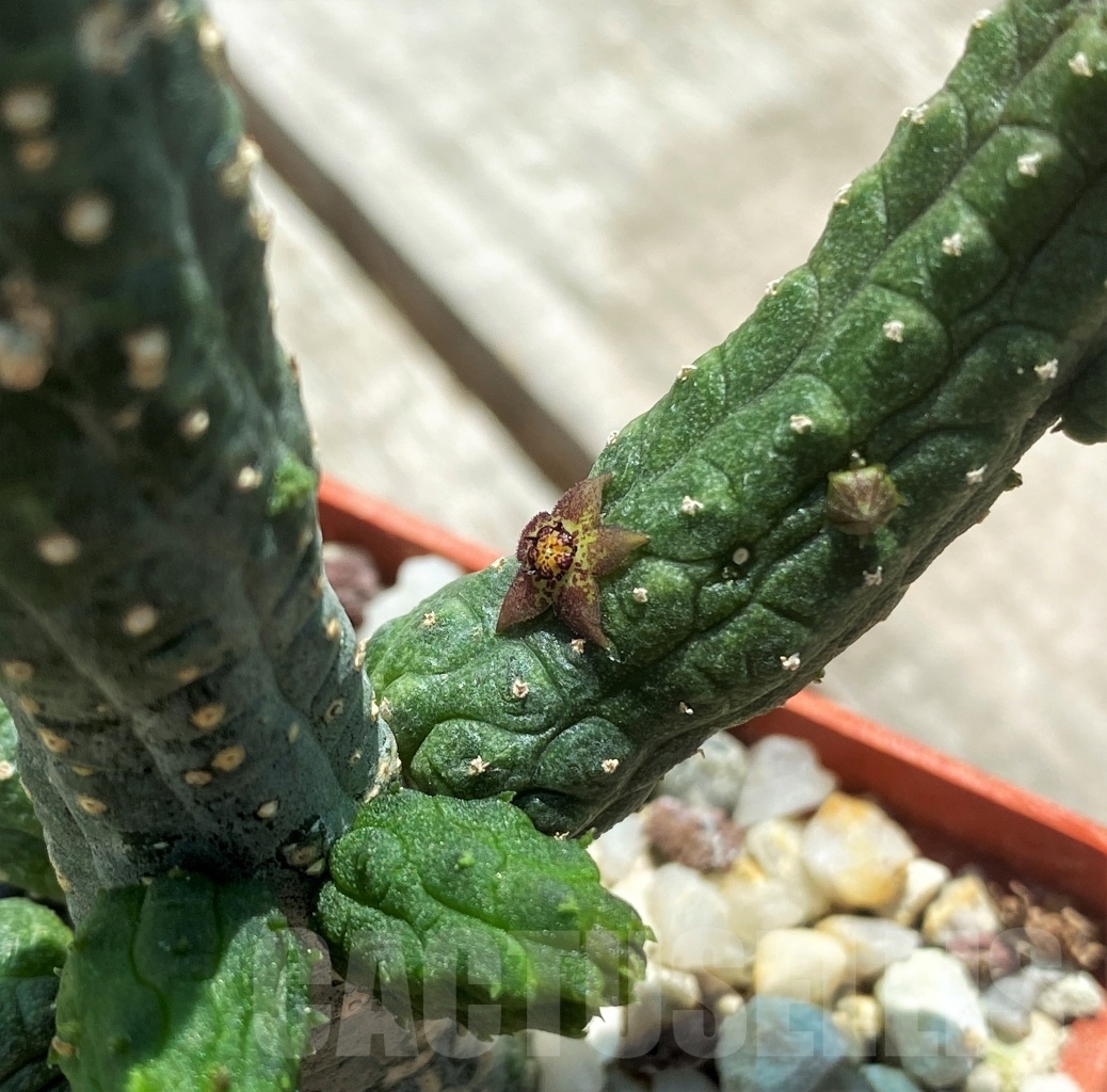 SHPR10905 Echidnopsis dammaniana - immagine 2