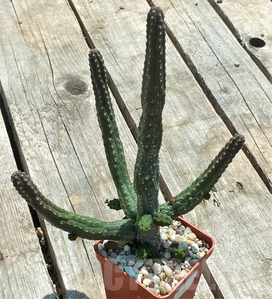 SHPR10905 Echidnopsis dammaniana - immagine 3