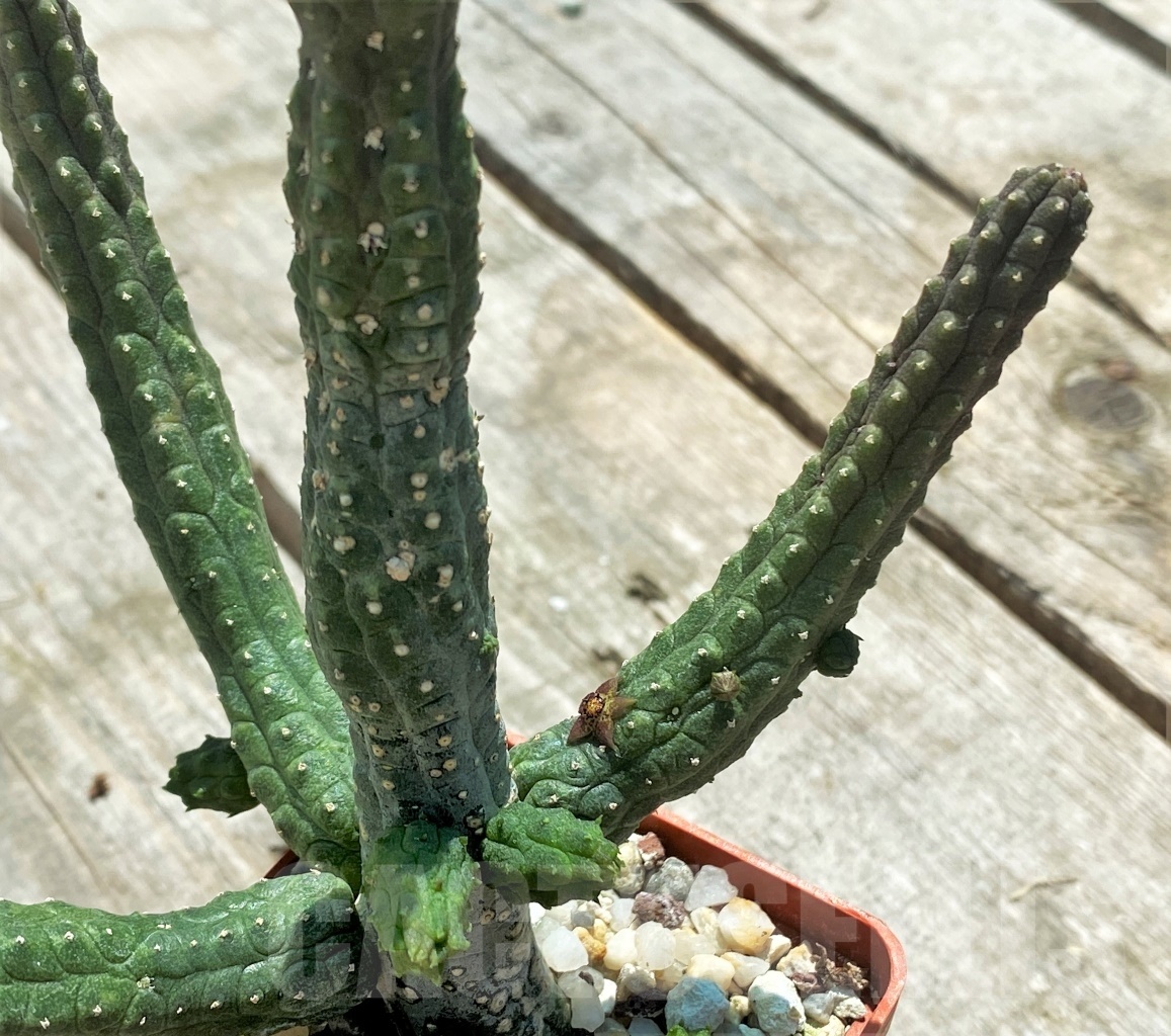 SHPR10905 Echidnopsis dammaniana