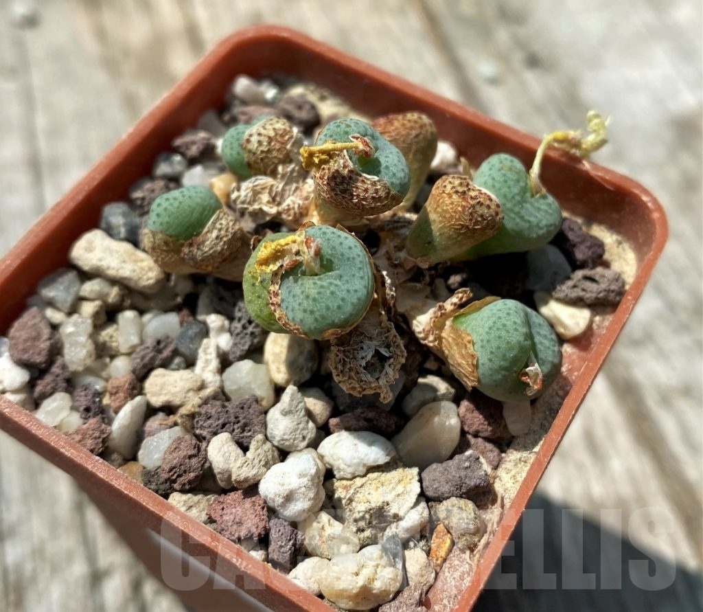 SHPR10903 Conophytum jucundum 'Admiralii' TS