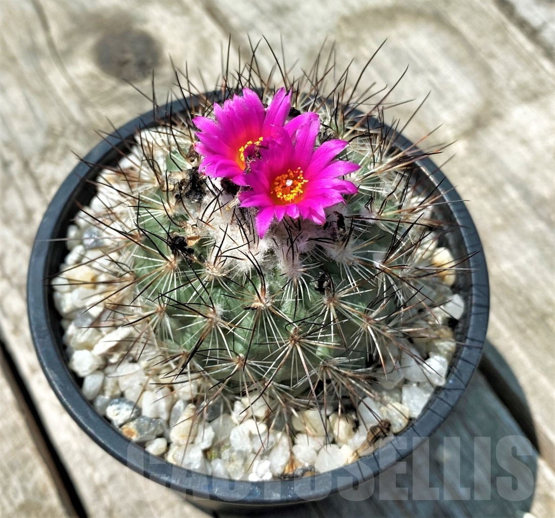 SHPR10908 Turbinicarpus viereckii L 1159 - Obrázek 2