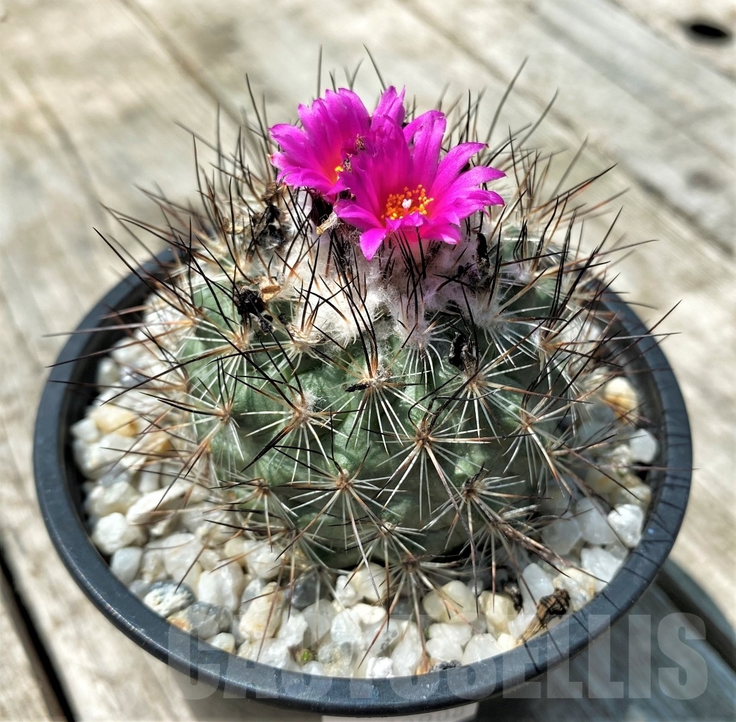 SHPR10908 Turbinicarpus viereckii L 1159