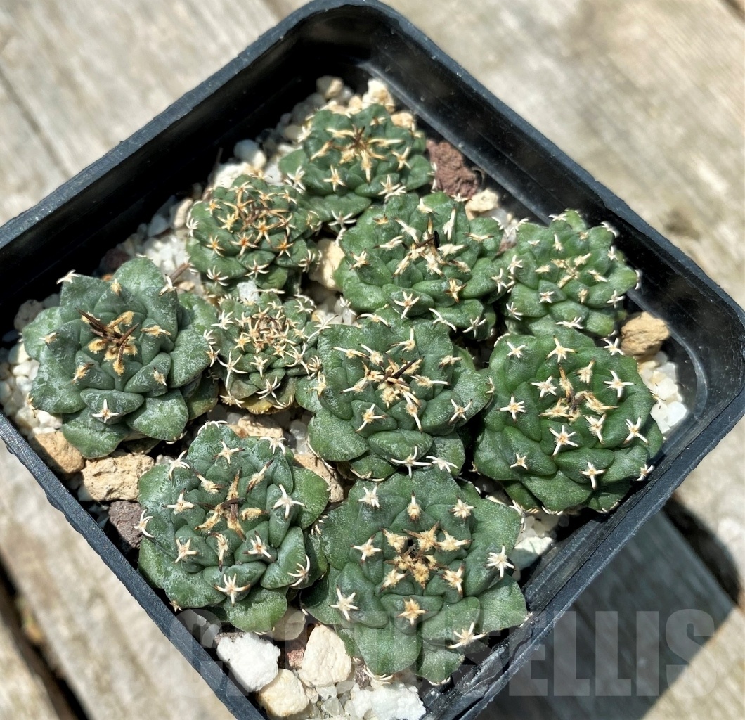 SHPR10910 Turbinicarpus alonsoi RS 546 - Obrázek 2