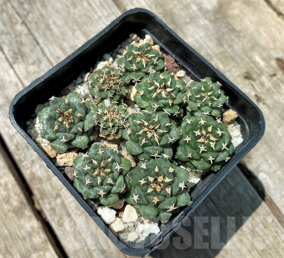 SHPR10910 Turbinicarpus alonsoi RS 546 - Obrázek 3